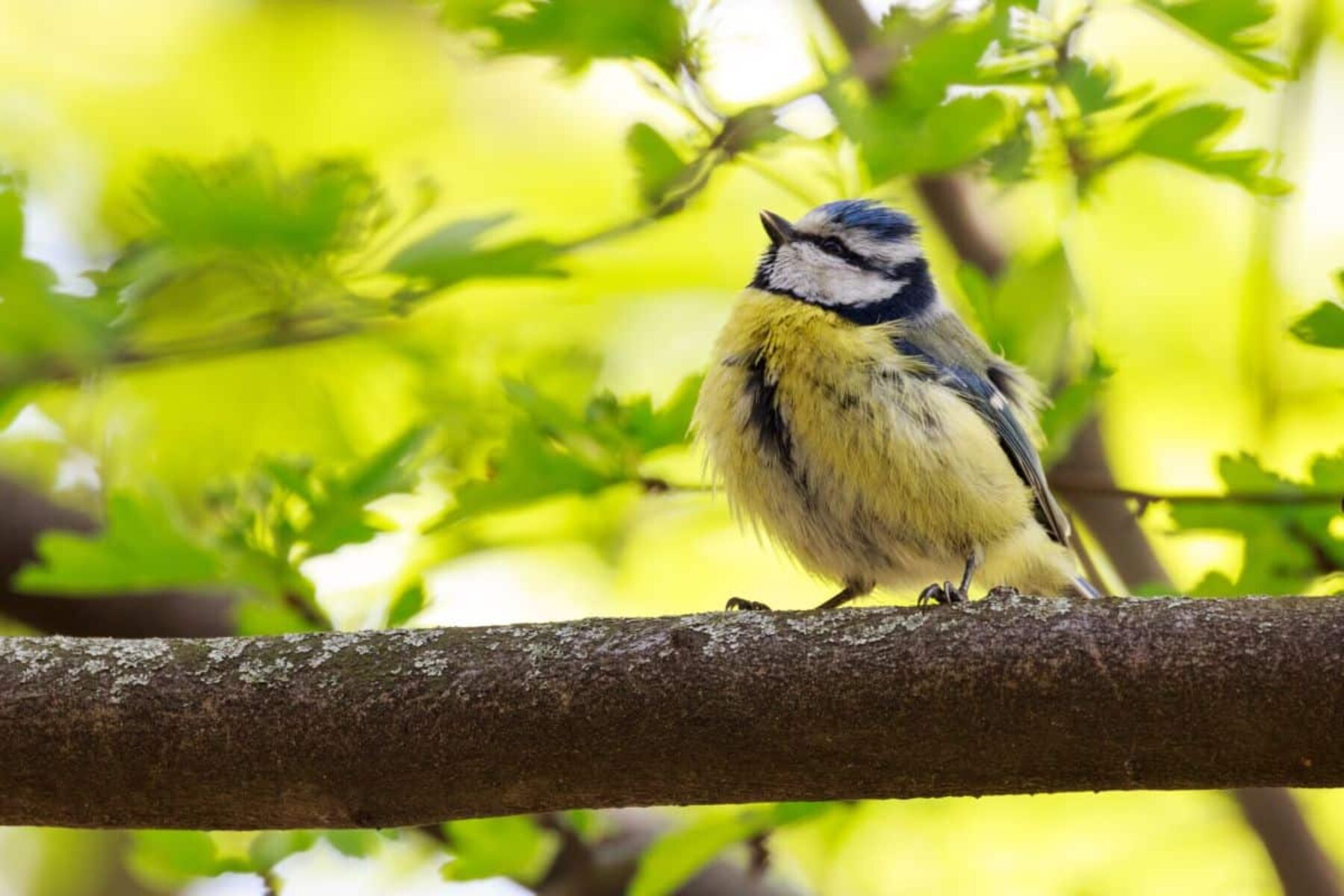 Image for Curtain twitchers: what citizen scientists revealed about nature during lockdown