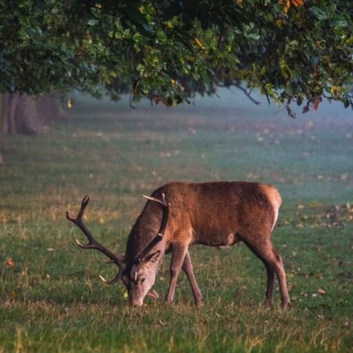 One of the weeks positive news stories was the plan to rewild an area the size of Manchester