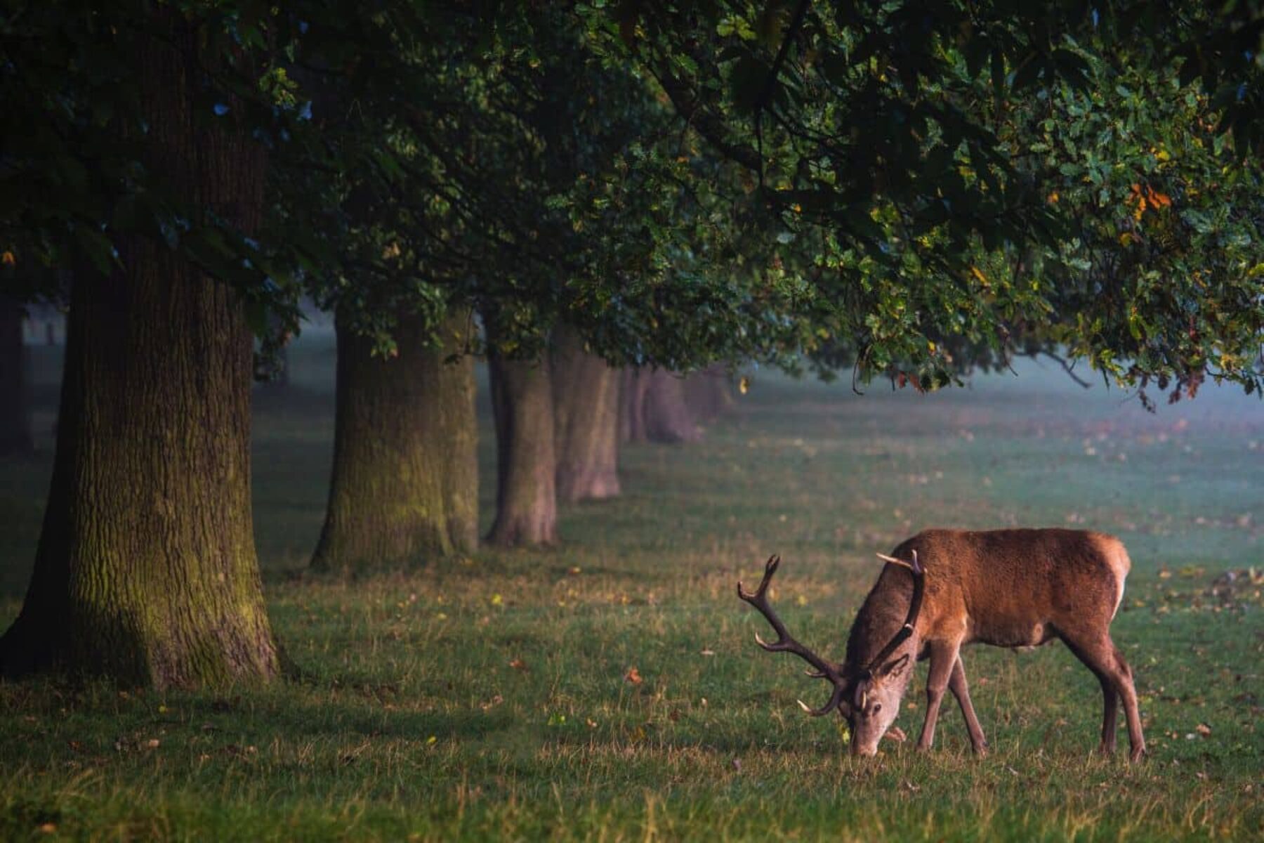 Image for Rewilding Britain: the plan to restore an area the size of Manchester