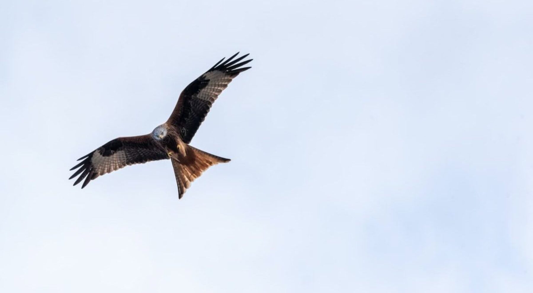 Britain's birds of prey are back from the brink of extinction