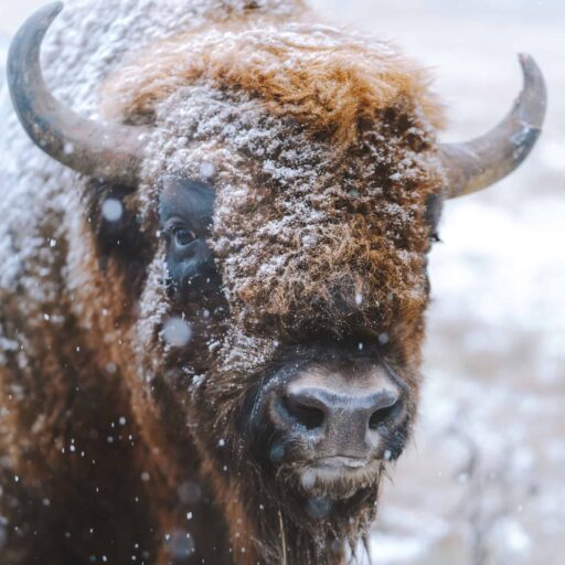 Good news: Bison are to be reintroduced to England