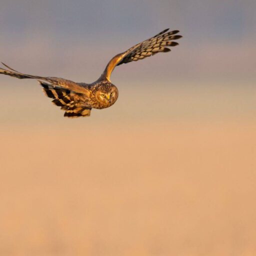 Rewilding Britain: the plan to bring nature back