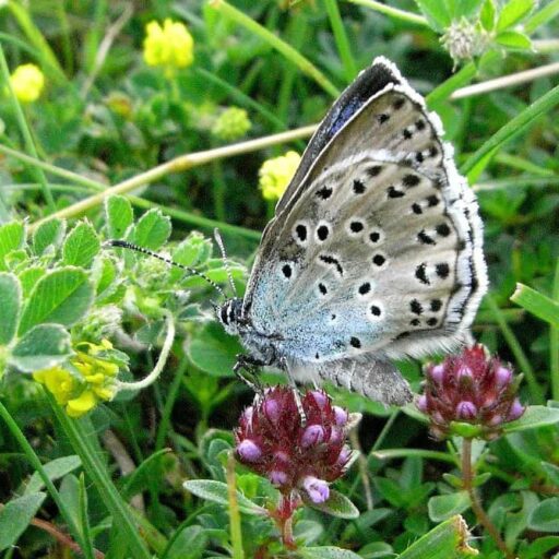 Positive news: a rare butterfly recolonised the Cotswolds