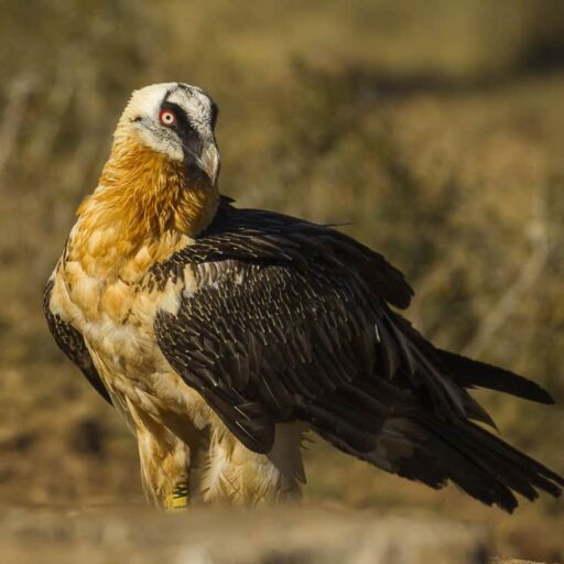 Positive news: The first bearded vulture to be born in Spain’s Picos de Europa mountains in 75 years flew the nest this week