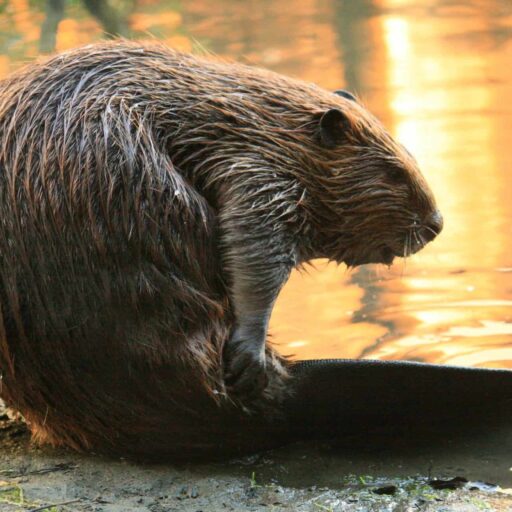 Beavers were given the right to stay in Devon this week