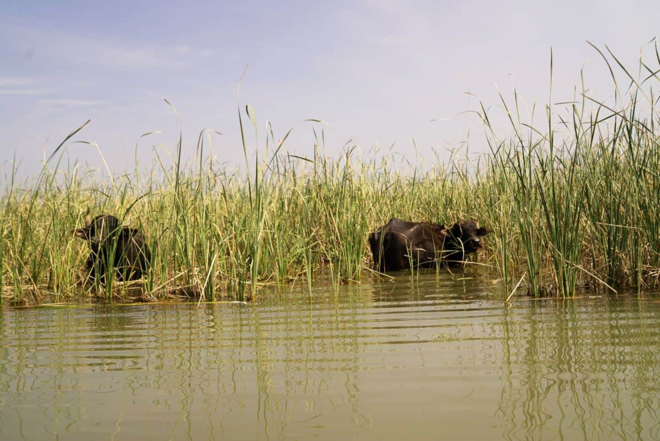 As the water quality of the marshes has improved, so has the health of the water buffalo that graze here