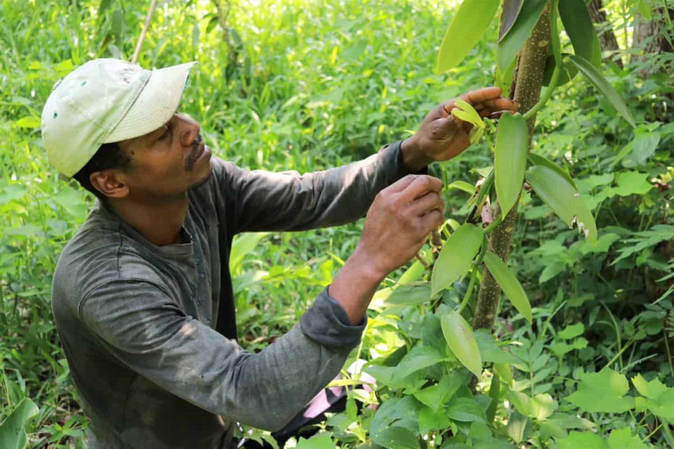 Vanilla farmer Emmanuel Rajao pollinates the flowers on his vines by hand