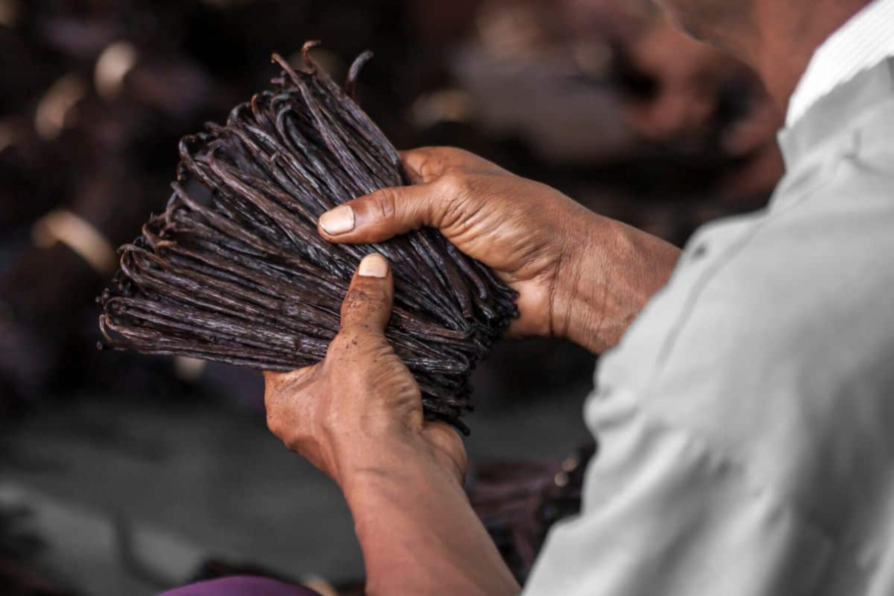 Image for Madagascar’s vanilla farmers are being inspired to plant trees – by a gecko