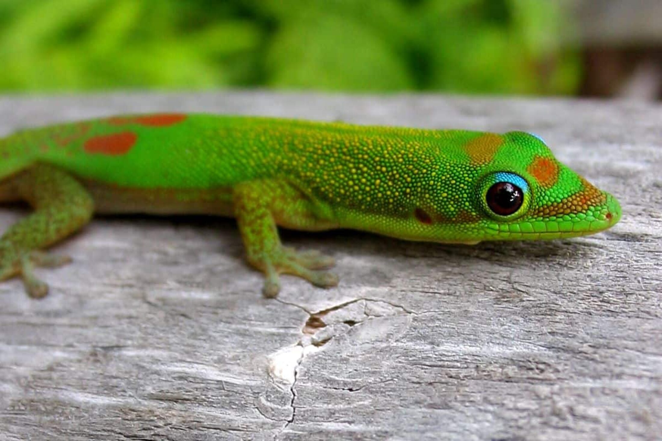 Rewilding Madagascar: The gold dust day gecko is revered because it eats the so-called 