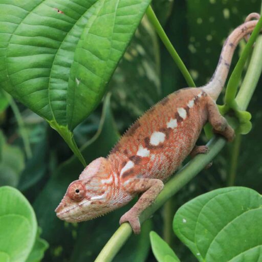 Panther chameleon