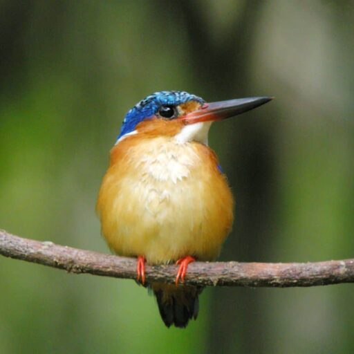 Malagasy Kingfisher