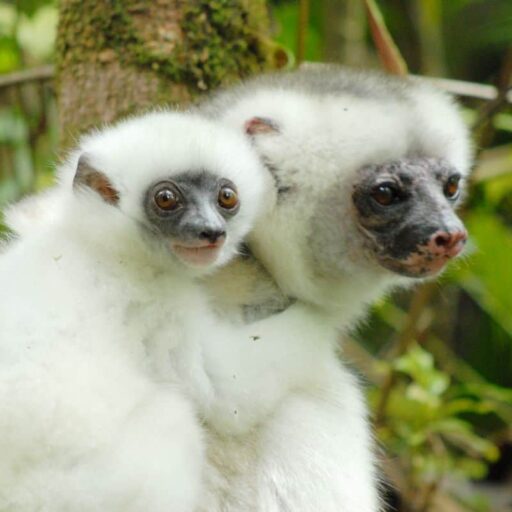 Silky sifaka