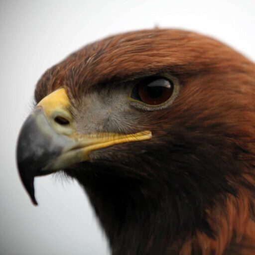 Eagles returned to Highland estate