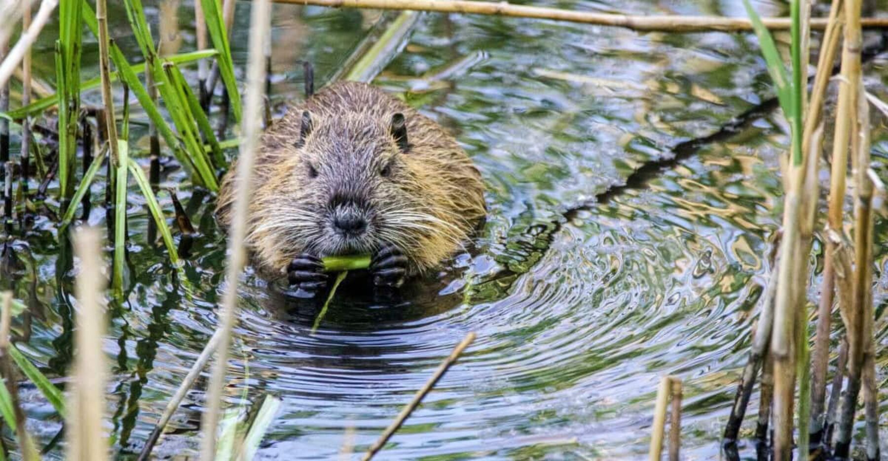 Image for Beavers given ‘right to stay’ in Devon, paving way for further reintroductions