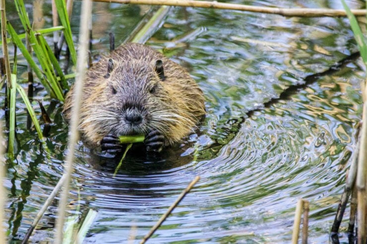 Image for Beavers given ‘right to stay’ in Devon, paving way for further reintroductions