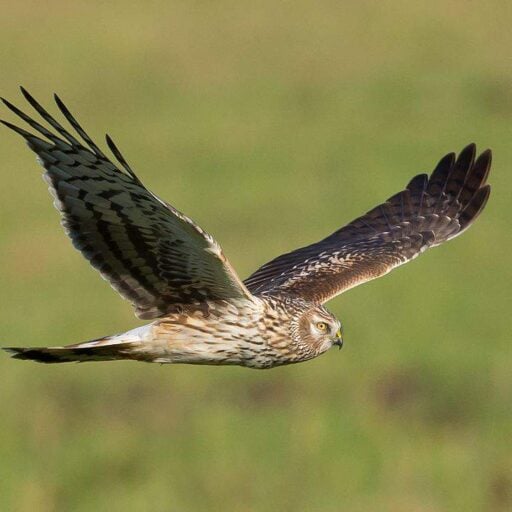 Positive News: England reported a baby boom for hen harriers