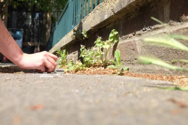 Image for More than weeds: the rebel botanists on a mission to celebrate urban plants