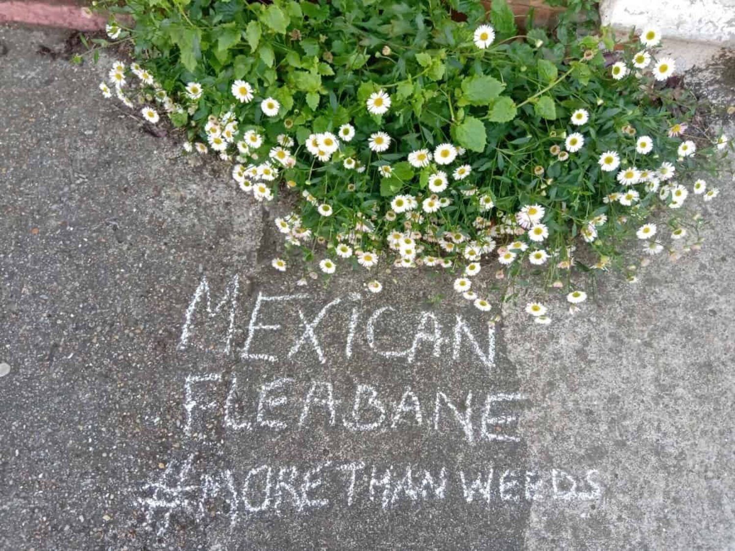 More Than Weeds