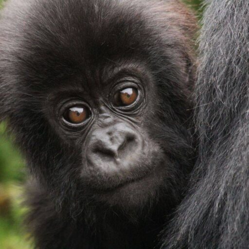 Positive News: Uganda reported a gorilla baby boom