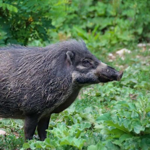 pygmy hog