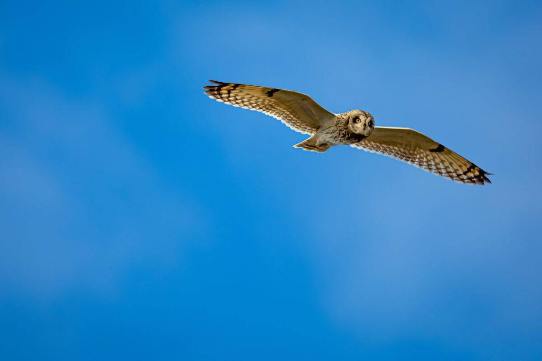 Image for Scottish community raises £3.1m to fund 10,500-acre nature reserve