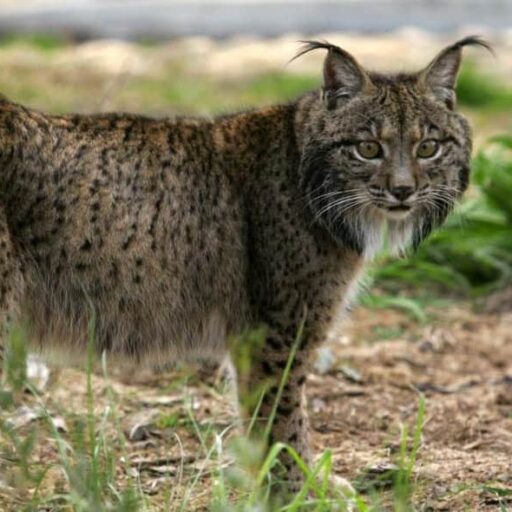 Positive news: Lynx clawing back territory in Iberian Peninsula