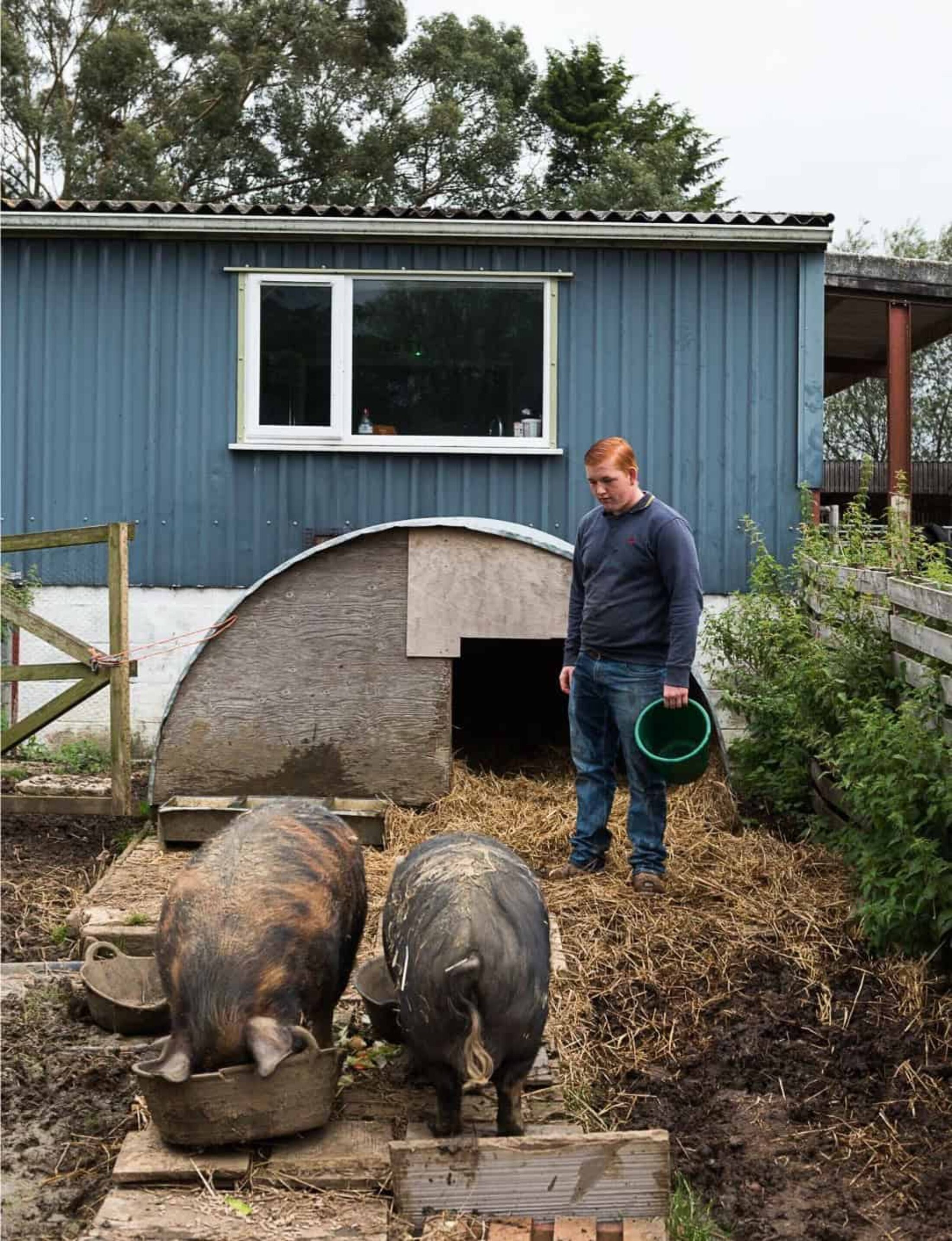 Feeding the pigs at Rylands Farm, Dorset