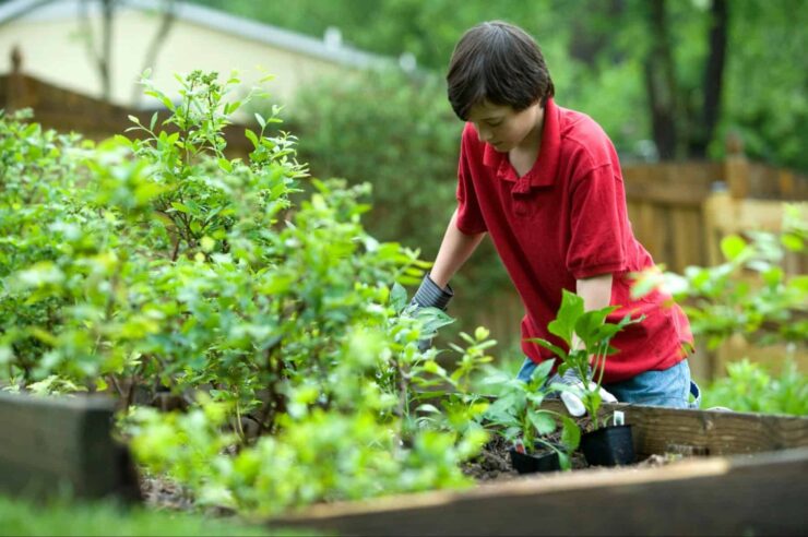 Image for Growing back to school: one charity’s plan to encourage outdoor education