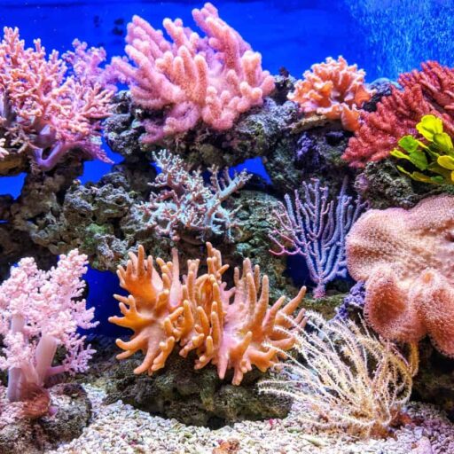 Positive news: Plans for coral ark to save reefs