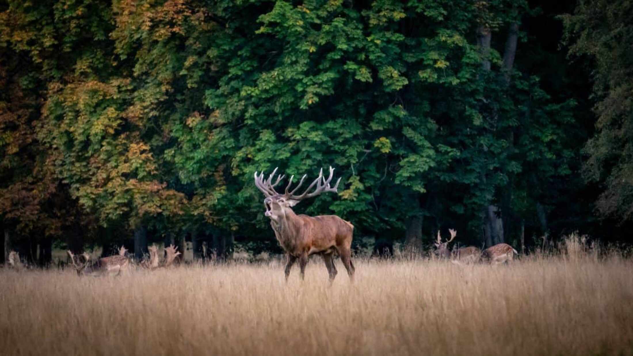 Experts are calling for ‘wildbelts’ to become part of UK planning strategy