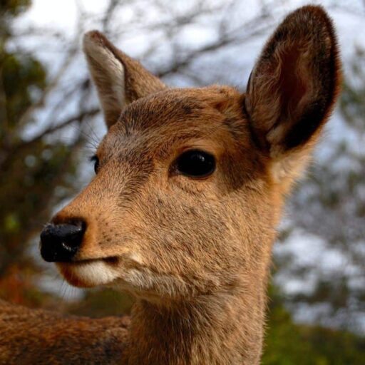 Positive news: Japan created an edible bag to save its deer