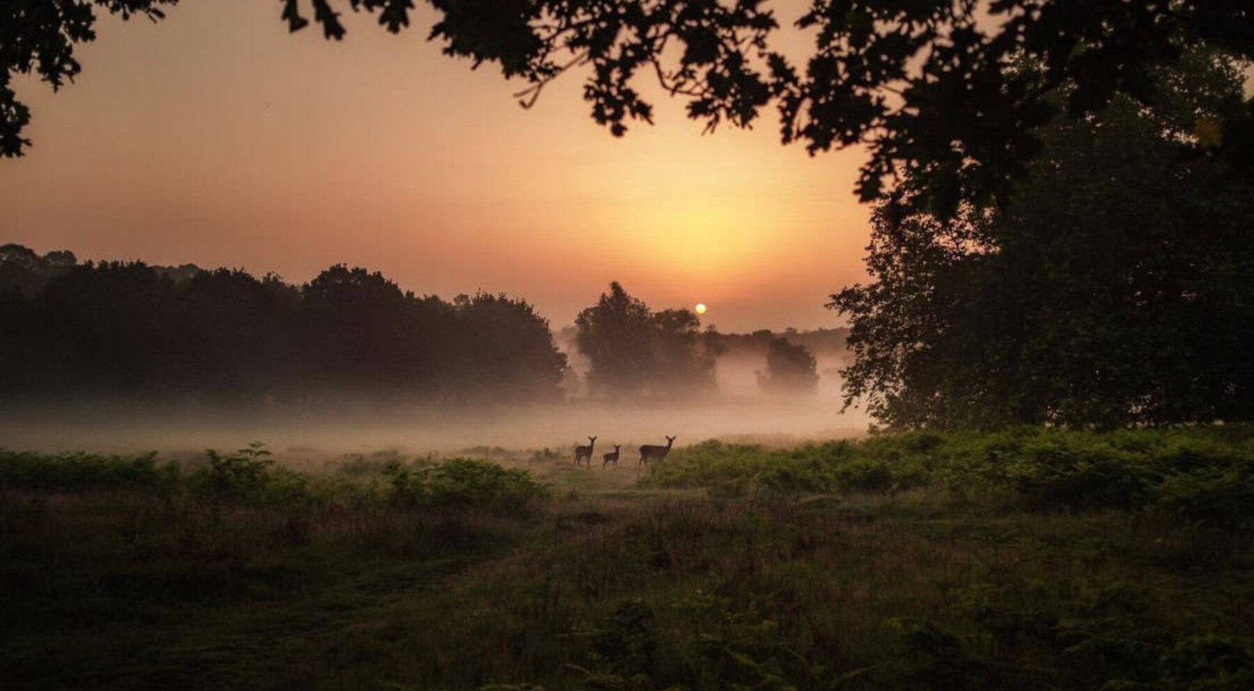 Image for Land designated for nature restoration: a (wild)belter of an idea?