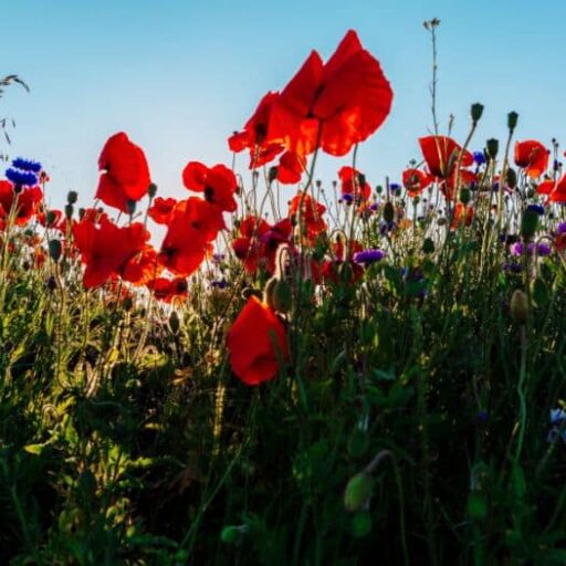 Wildlife-friendly construction: wildflower borders