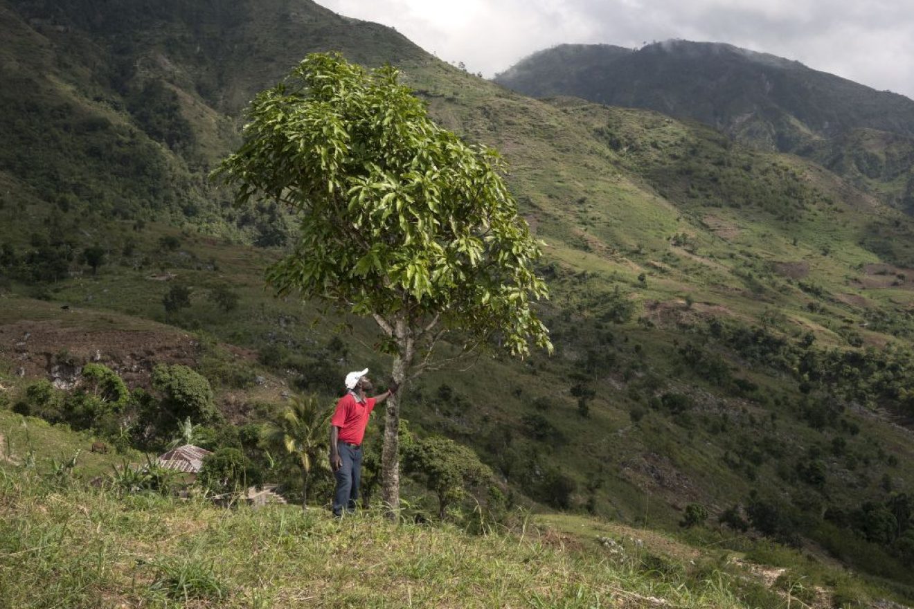 Image for Why these five trees are the Christmas gifts that keep on giving