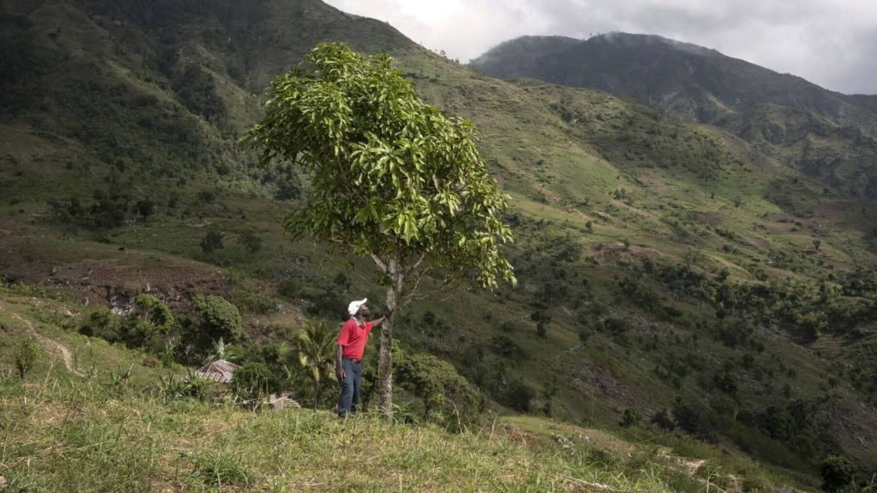 Image for Why these five trees are the Christmas gifts that keep on giving