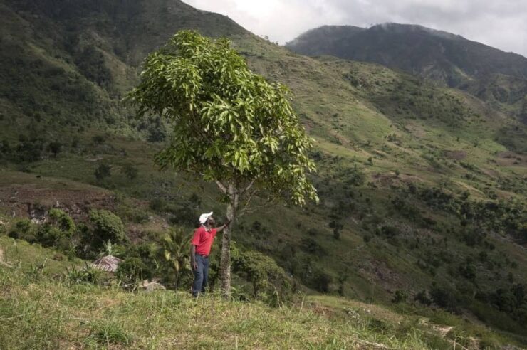 Image for Why these five trees are the Christmas gifts that keep on giving