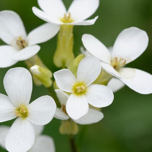 ‘Cinderella’ plant found to stop growth of breast cancer