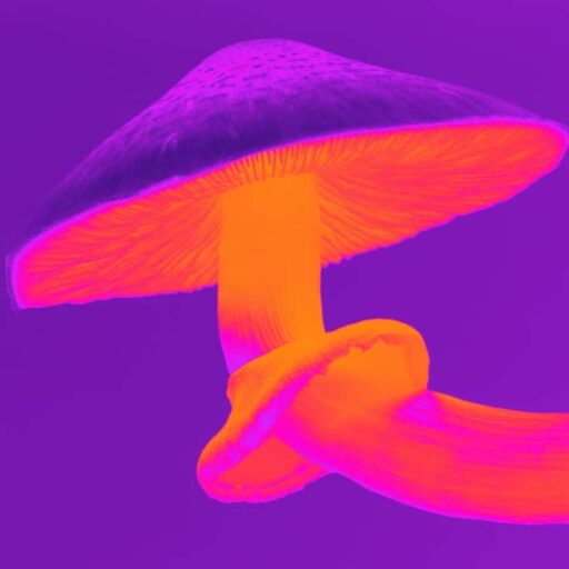 Positive news: Oregon voted to legalise psilocybin for therapy