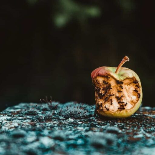 Positive news: rotten veg can create solar energy