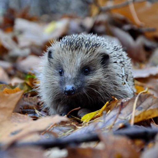 Wildlife-Friendly Building Innovations: Hedgehog Roads