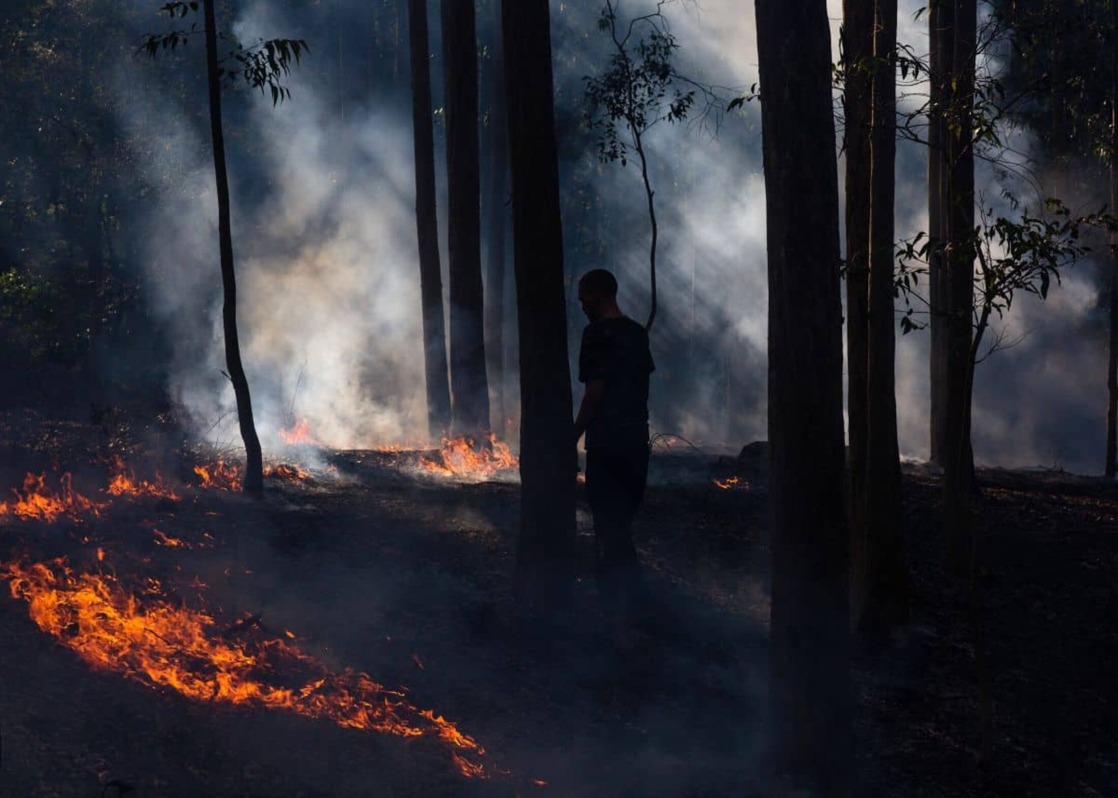 Walking with a cool fire, which is an indigenous fire management practice, is Yuin man Jacob Morris.