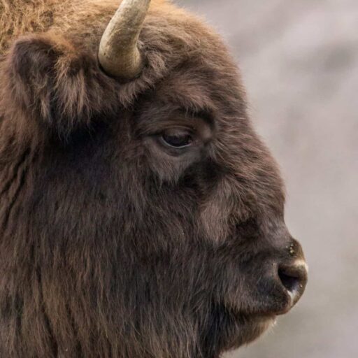 Positive news: European bison no longer vulnerable