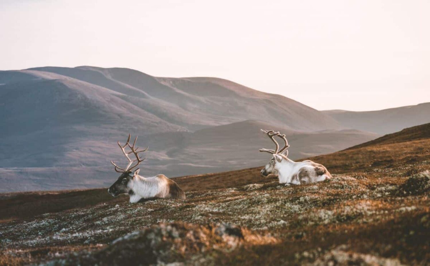 Reindeer were introduced to the Cairngorms in 1952.