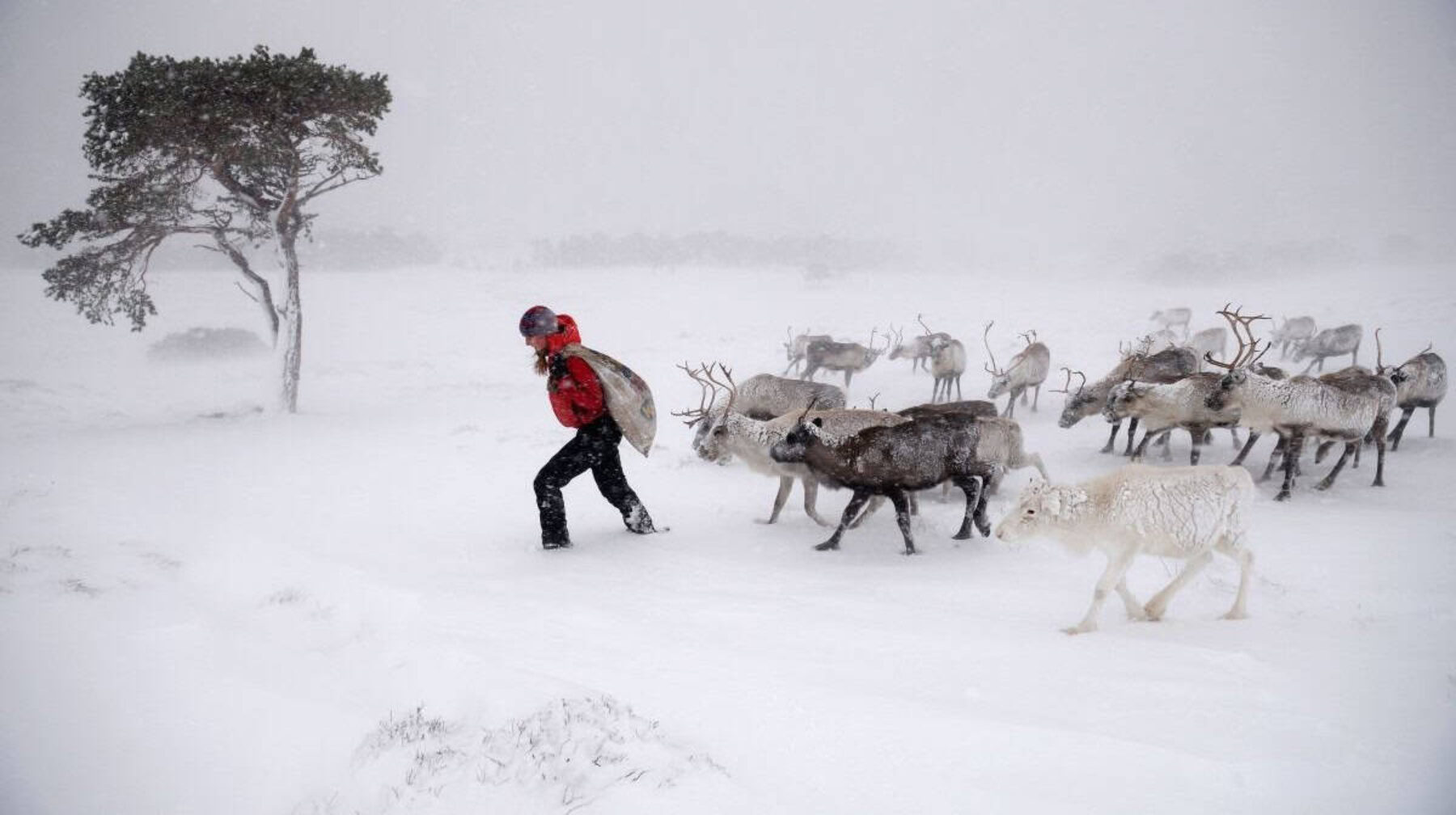 Image for Bucking the trend: the Scottish reindeer offering hope for an imperilled species