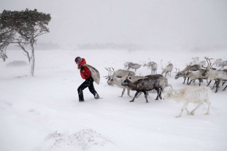 Image for Bucking the trend: the Scottish reindeer offering hope for an imperilled species