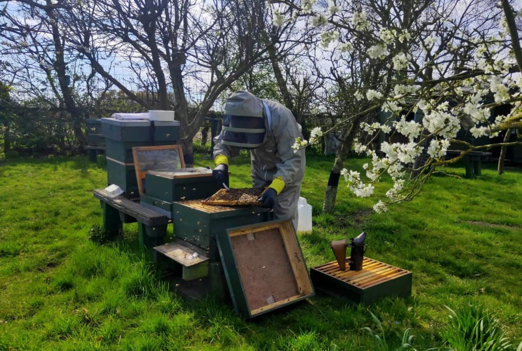 An apiary at Cooper King Distillery