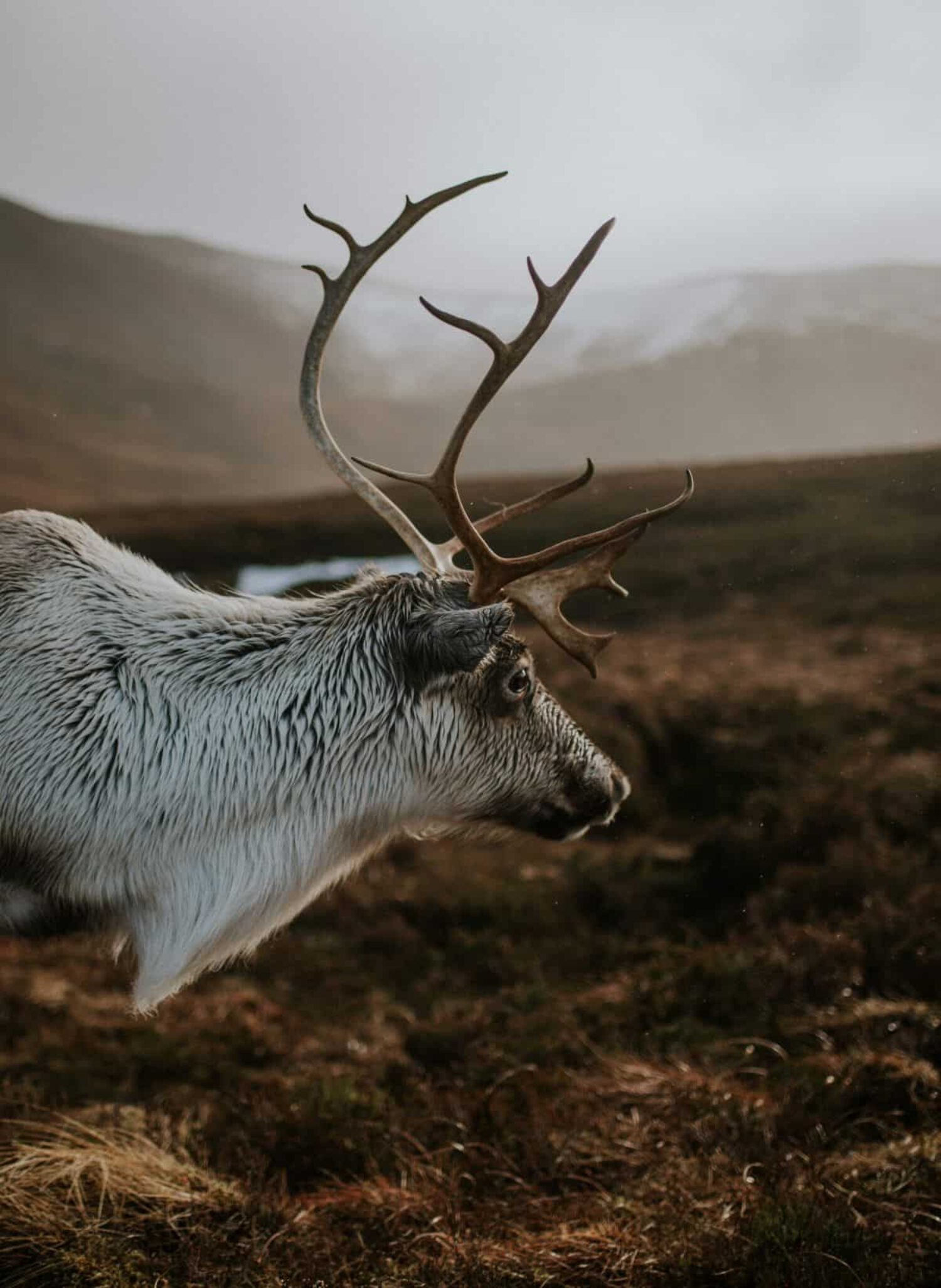 Reindeer are believed to be native to Scotland, but became extinct around 800 years ago due to over-hunting