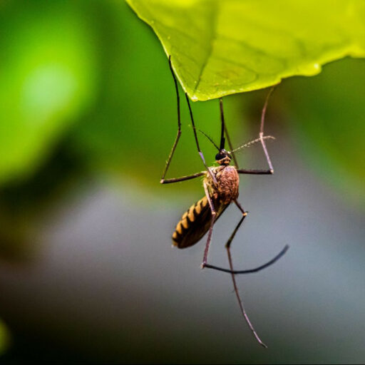 Positive news: WHO report highlighted progress on tackling malaria