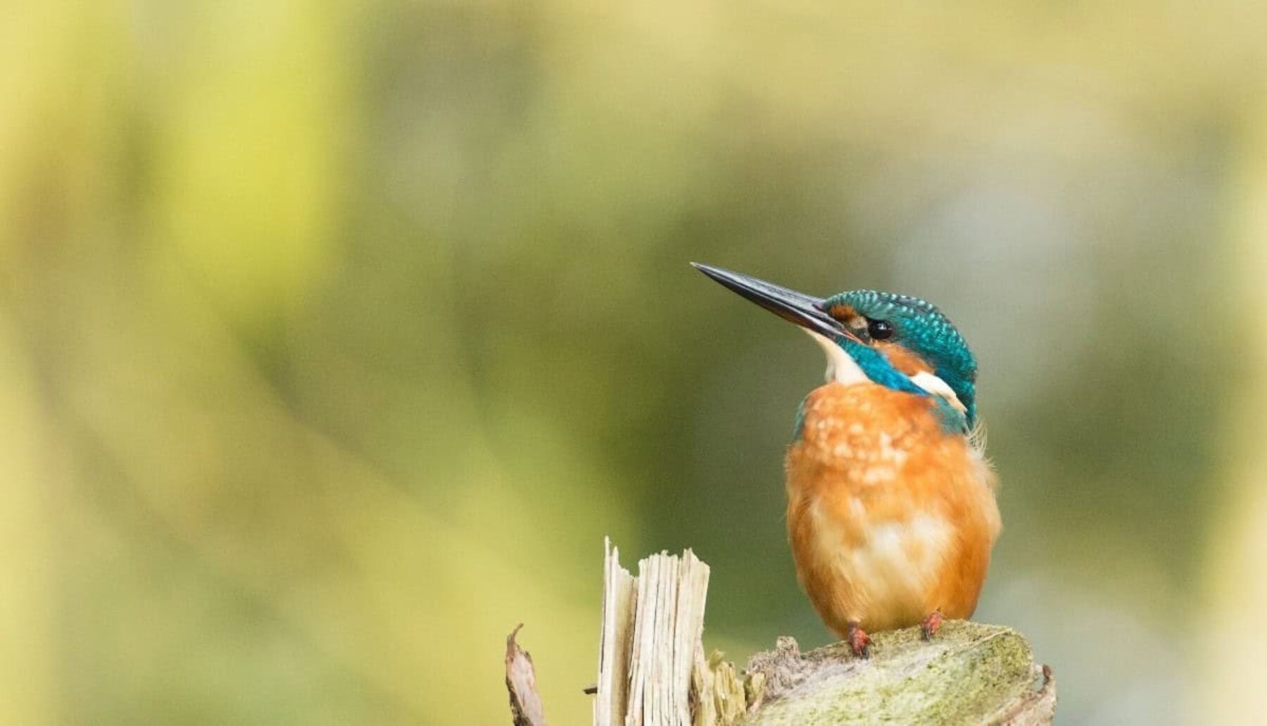 Image for Efforts to rewild London’s rivers are yielding results, finds report