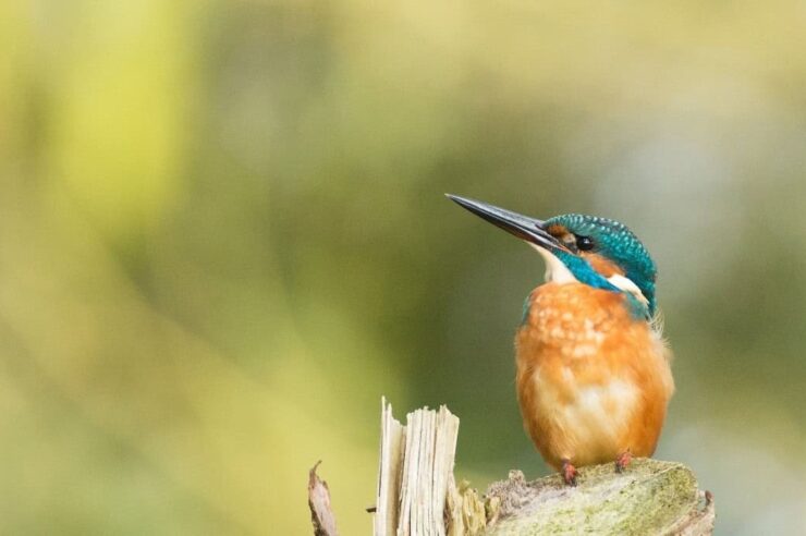 Image for Efforts to rewild London’s rivers are yielding results, finds report